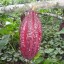 cocoa pod cocoa pod